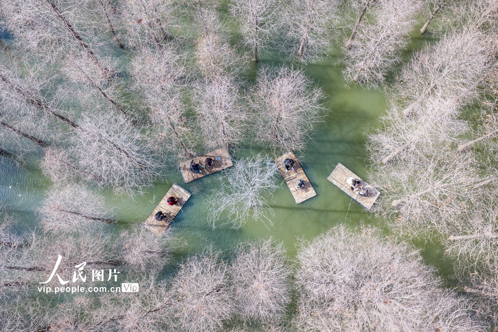 PDChinese's tweet photo. 【江蘇沭陽：春遊水杉林】日前，在江蘇省沭陽縣台州路森林公園，遊客划著竹筏穿行於水杉林間遊玩，享受春日美好時光。 https://t.co/kTifhrTb0J