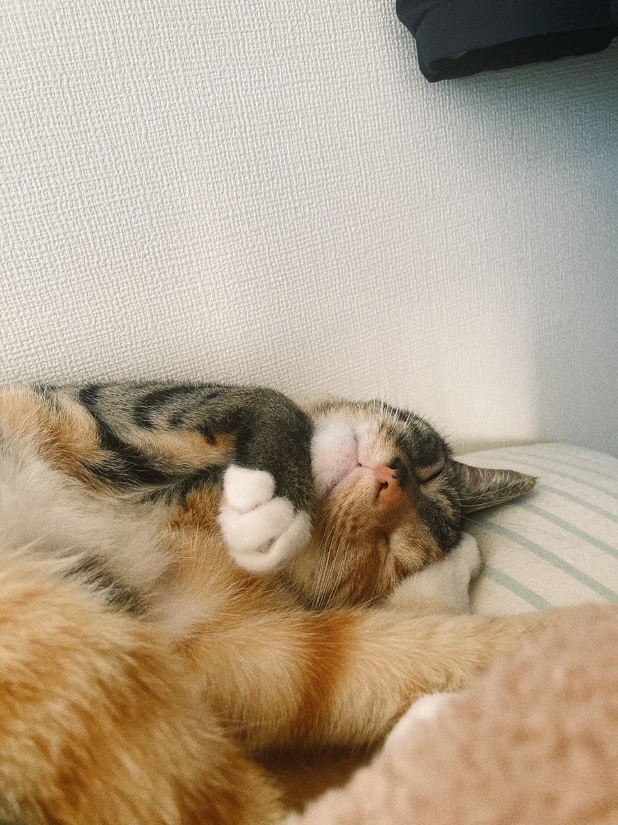 moreneko22's tweet photo. ねむくてねむくて、しかたないんだな😺 https://t.co/zwc6EY3vwA