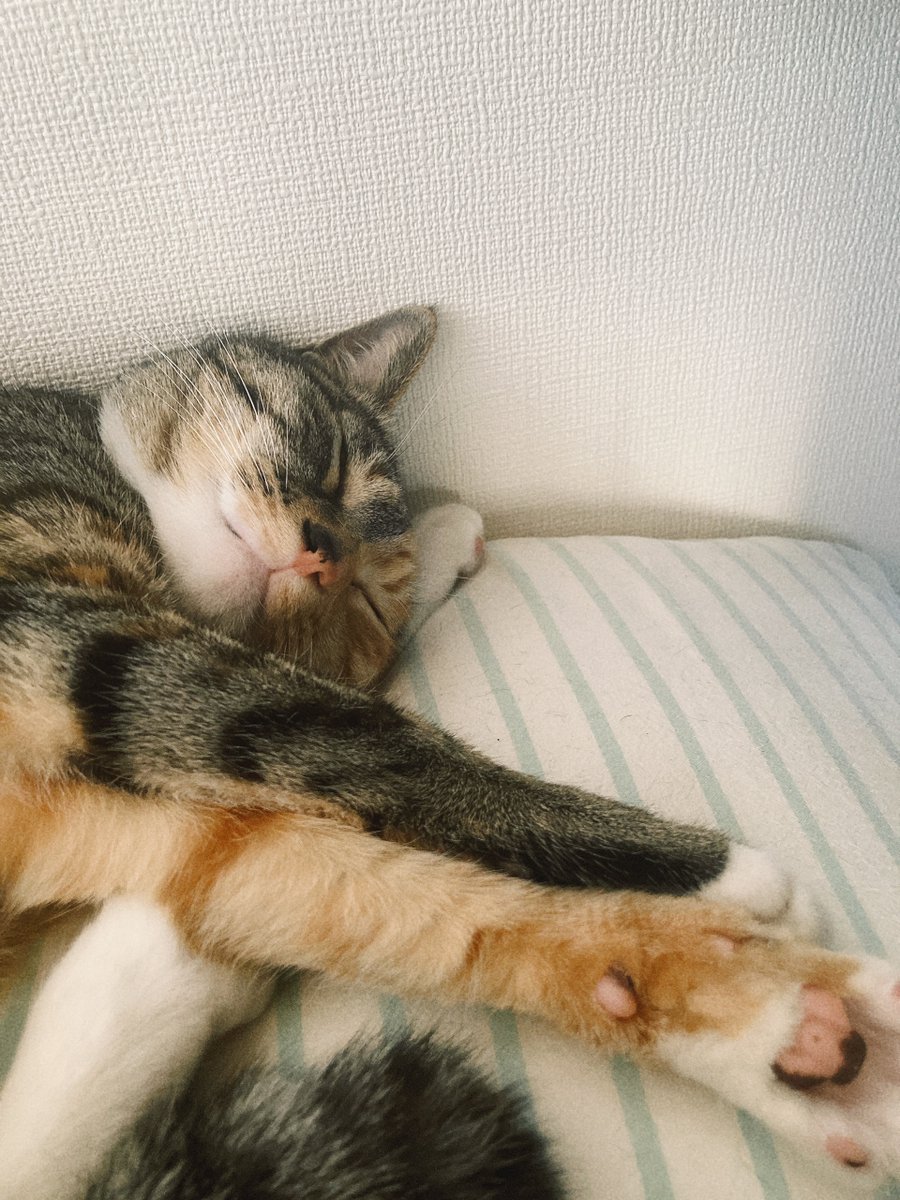moreneko22's tweet photo. ねむくてねむくて、しかたないんだな😺 https://t.co/zwc6EY3vwA