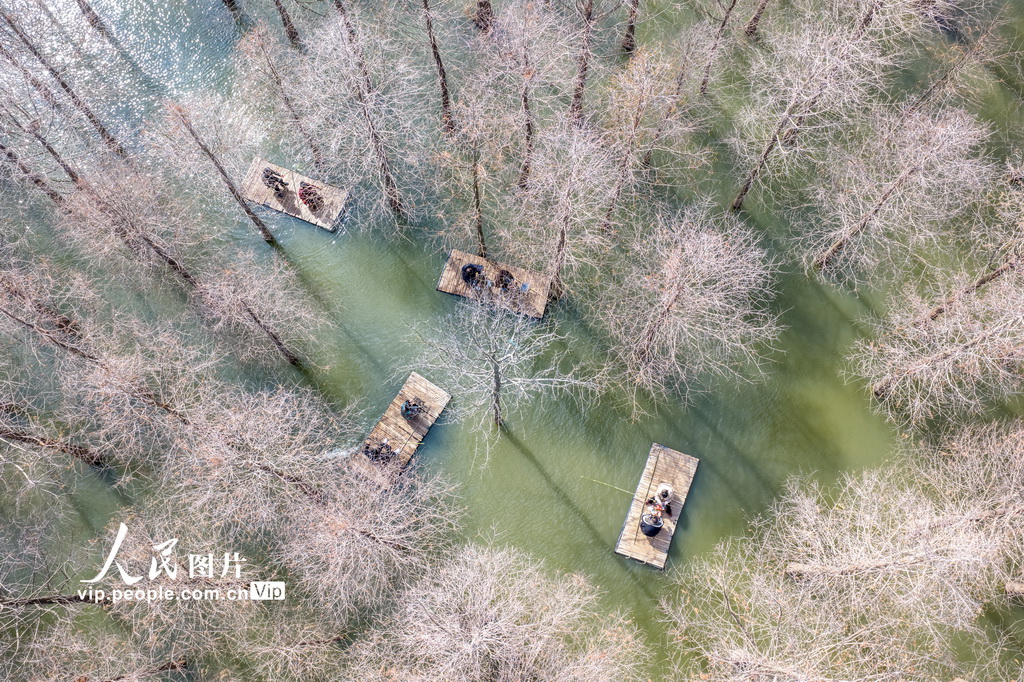 PDChinese's tweet photo. 【江蘇沭陽：春遊水杉林】日前，在江蘇省沭陽縣台州路森林公園，遊客划著竹筏穿行於水杉林間遊玩，享受春日美好時光。 https://t.co/kTifhrTb0J