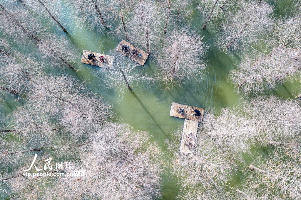 PDChinese's tweet photo. 【江蘇沭陽：春遊水杉林】日前，在江蘇省沭陽縣台州路森林公園，遊客划著竹筏穿行於水杉林間遊玩，享受春日美好時光。 https://t.co/kTifhrTb0J