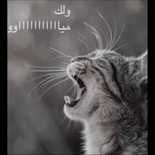 نور (@meo00ow_8) on Twitter photo 