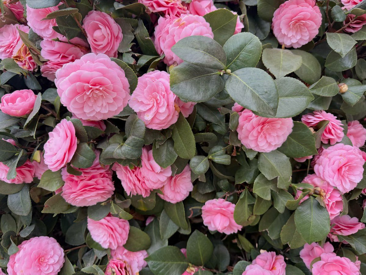 ؘ (@fleurgraph) on Twitter photo 