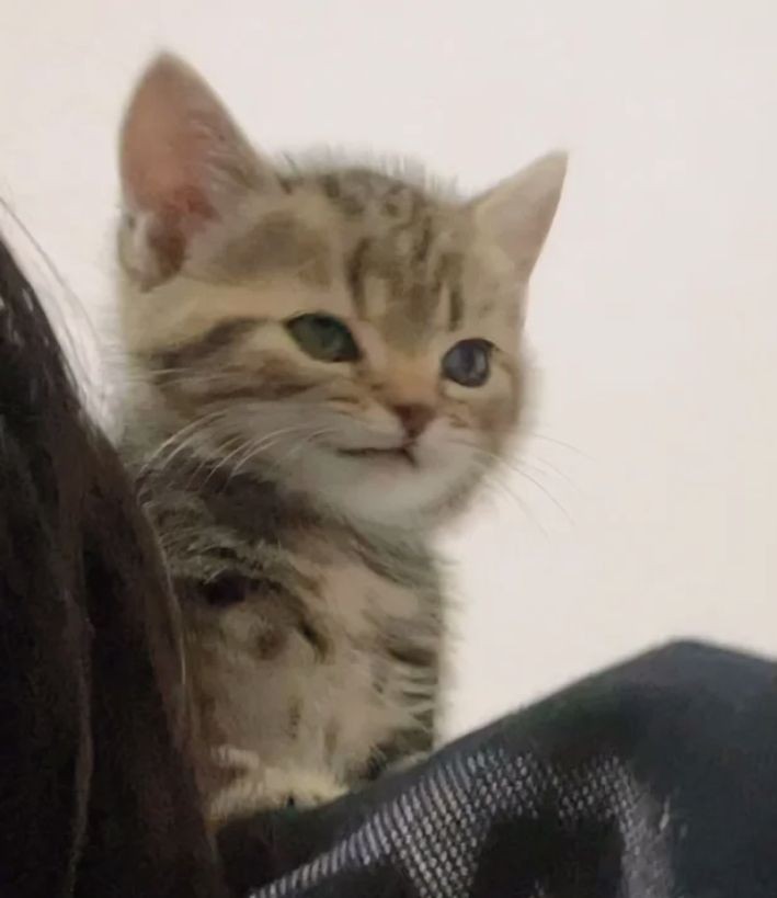 minhodrive's tweet photo. u are a CAT https://t.co/4TPQGLZtBi