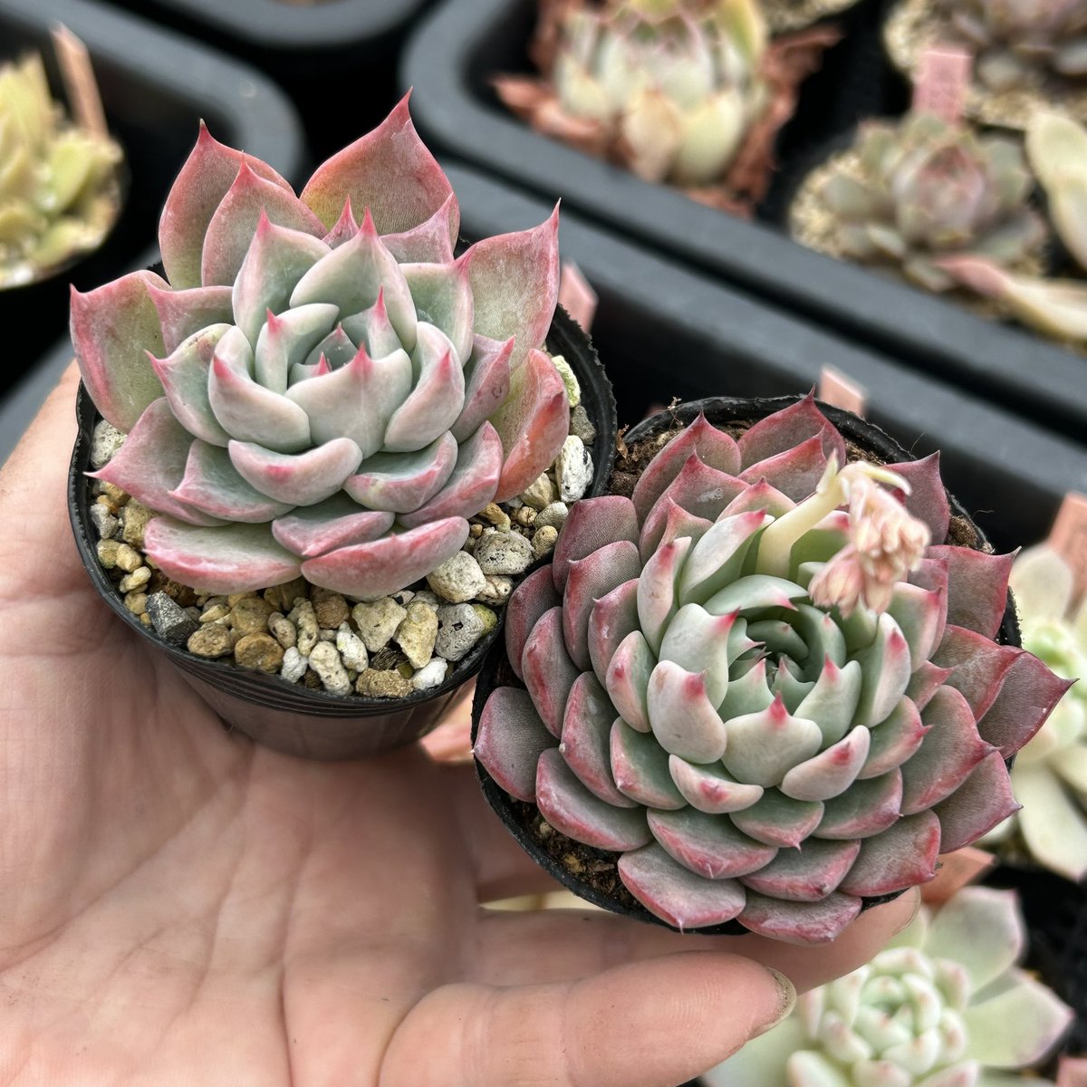 🎁突然ですが🎁 フォロワーさんの皆さま 多肉生活が始まって 今日まで