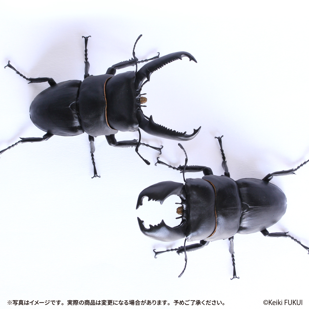 🆕🔍✨2026年6月発売商品✨🪵🆕 予約開始のお知らせ📢 「アニマリエ