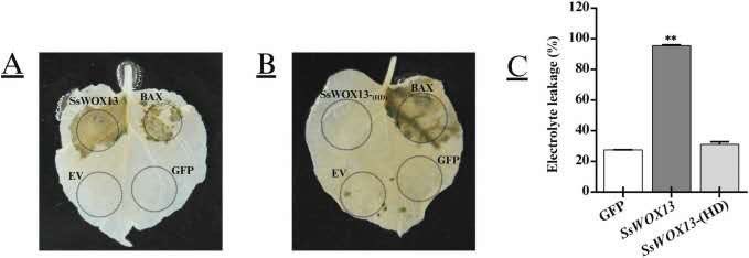 FarhanGoher's tweet photo. Allhumdulillah! Excited to share my new publication as lead author in #PlantScience, #Elsevier Q1

Thanks to my nice team of co-researchers.

DOI: https://t.co/c97Srp6rsj

#plantscience https://t.co/9U6jJjYwBS