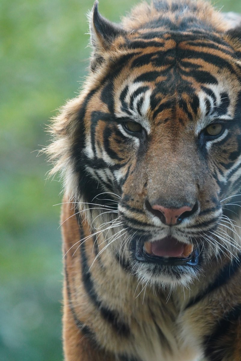 こちらは、もふもふ界の重鎮。 鋭さゼロ、かわいさ全振り。 でも目は