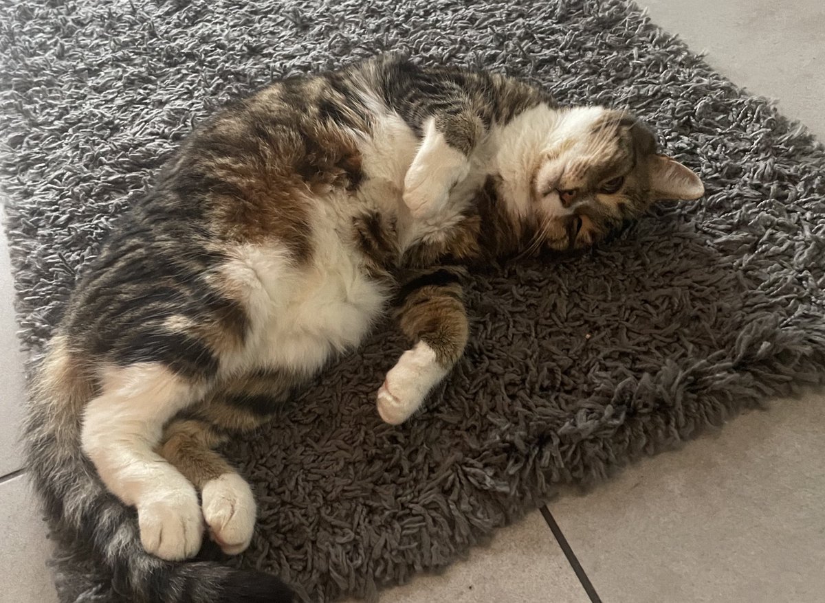 Sox, Daisy 🌈 Luna and Teddy💙 tweet media