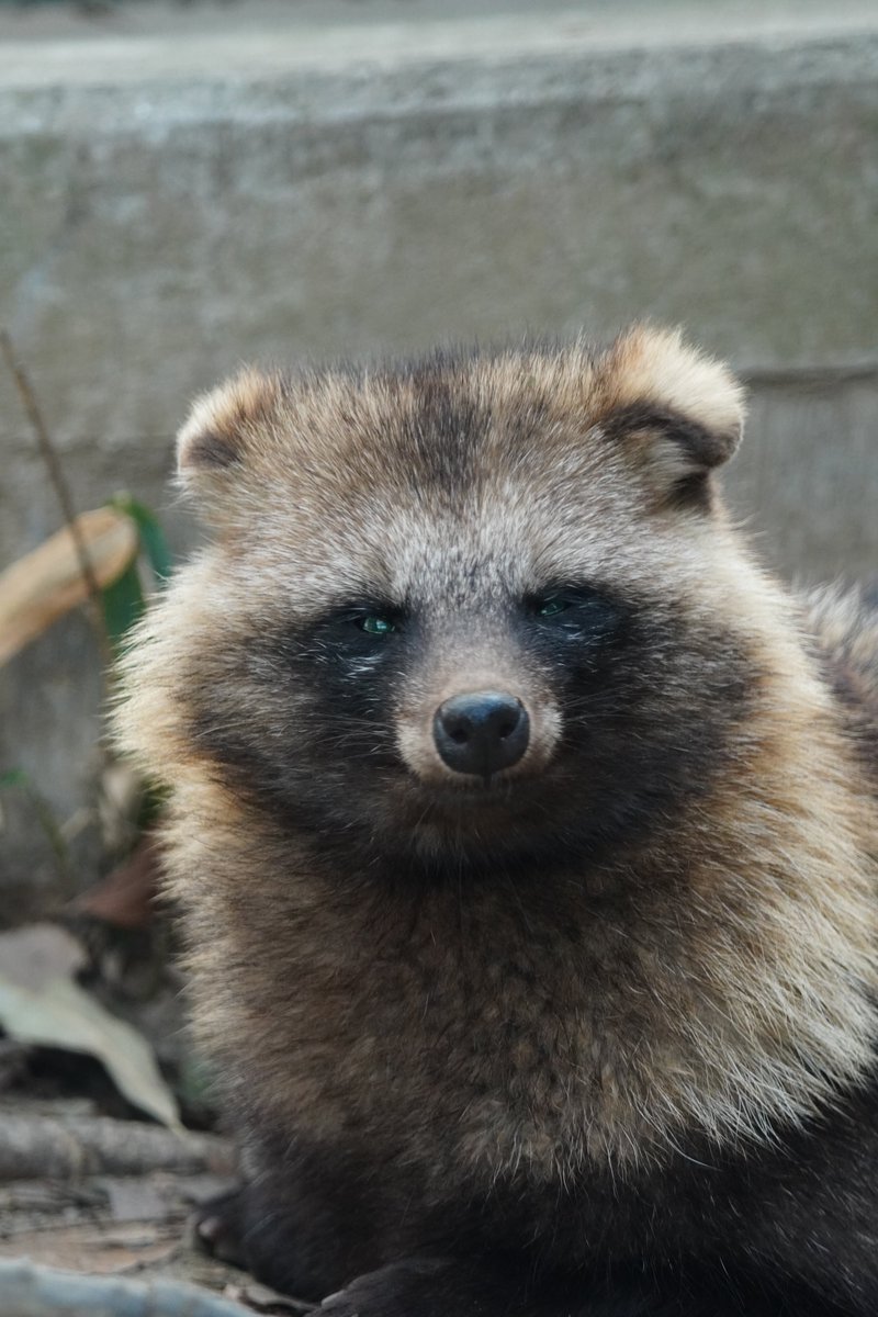 こちらは、もふもふ界の重鎮。 鋭さゼロ、かわいさ全振り。 でも目は