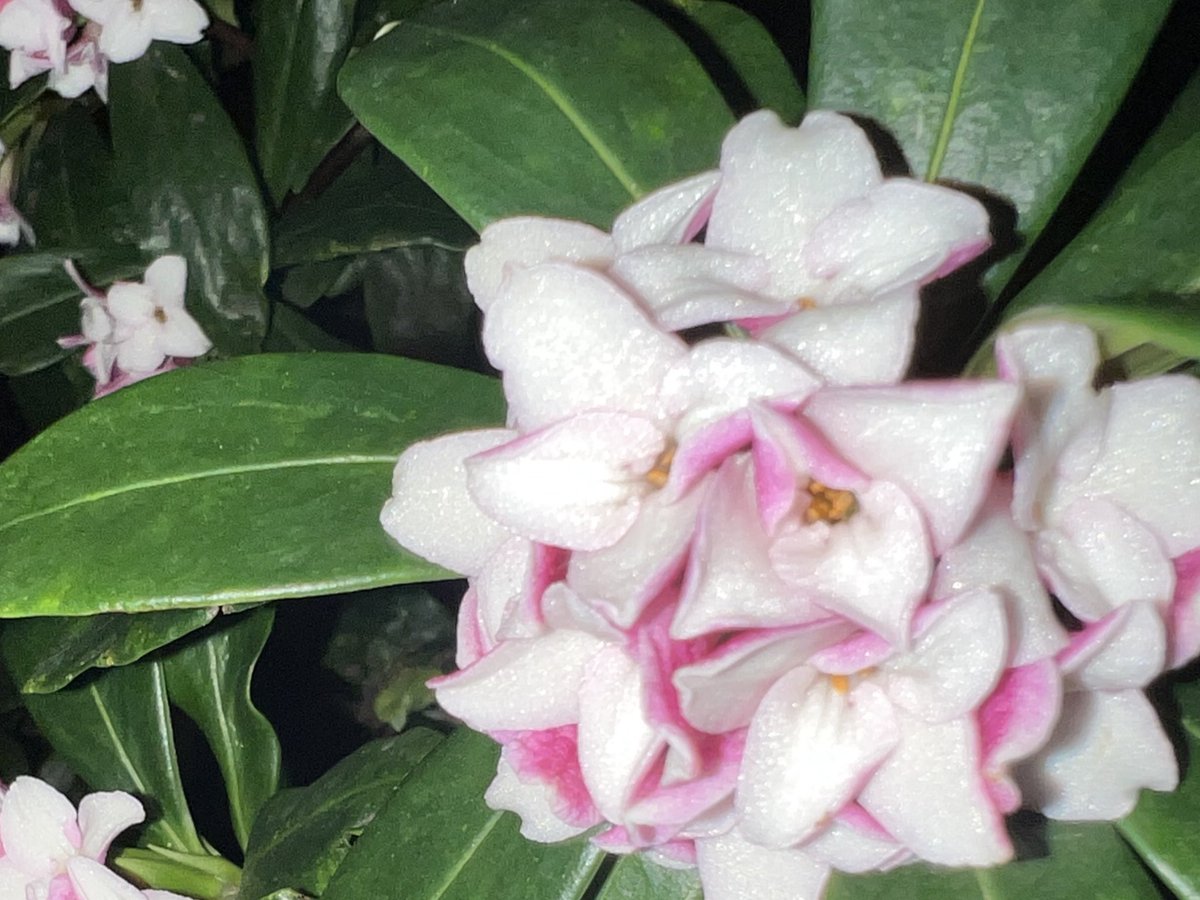 昨晩、沈丁花2026開花を観測したので
#今日の蛇口