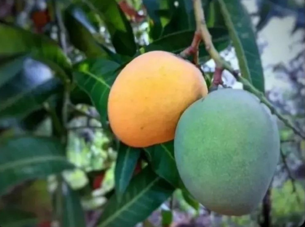 Same tree, different time of ripening 

Lessons: no lesson because you're not a mango