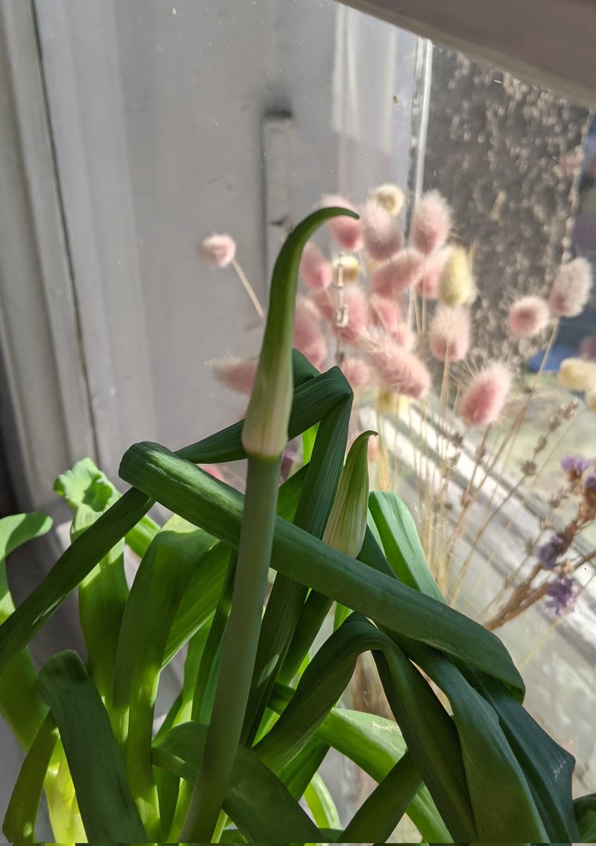 Цибуліта💅