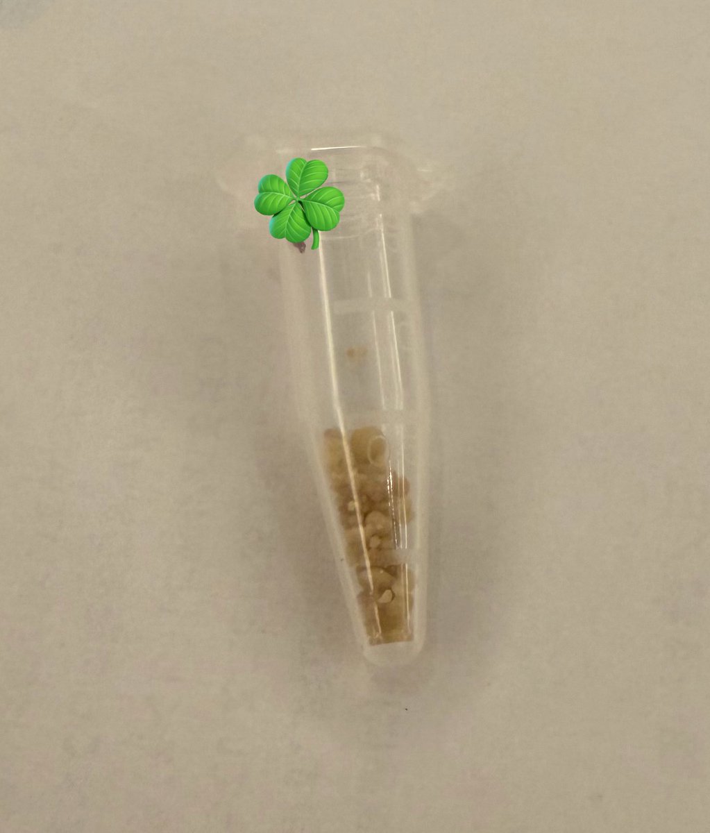 白銀ノエル⚔️吉野家こんまっするアプリキャンペーン開催中【〜2026年4月30日】 tweet media