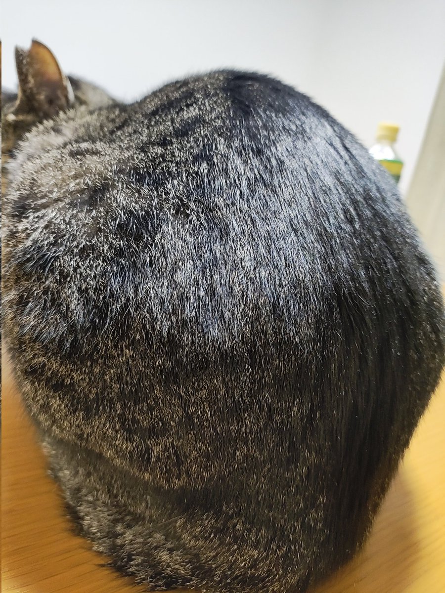 猫好きさんと繋がりたい #キジトラ猫 つやっつや‼️