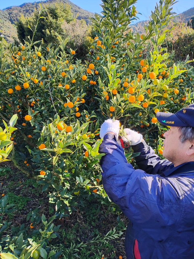 1月に #ツヌキカムクワット の原料、
津貫産金柑の収穫が行われました！🍊
太陽の恵みをいっぱいに浴びて育まれた金柑です。

金柑の魅力をまるごと詰め込んだリキュール！
ぜひお楽しみください✨