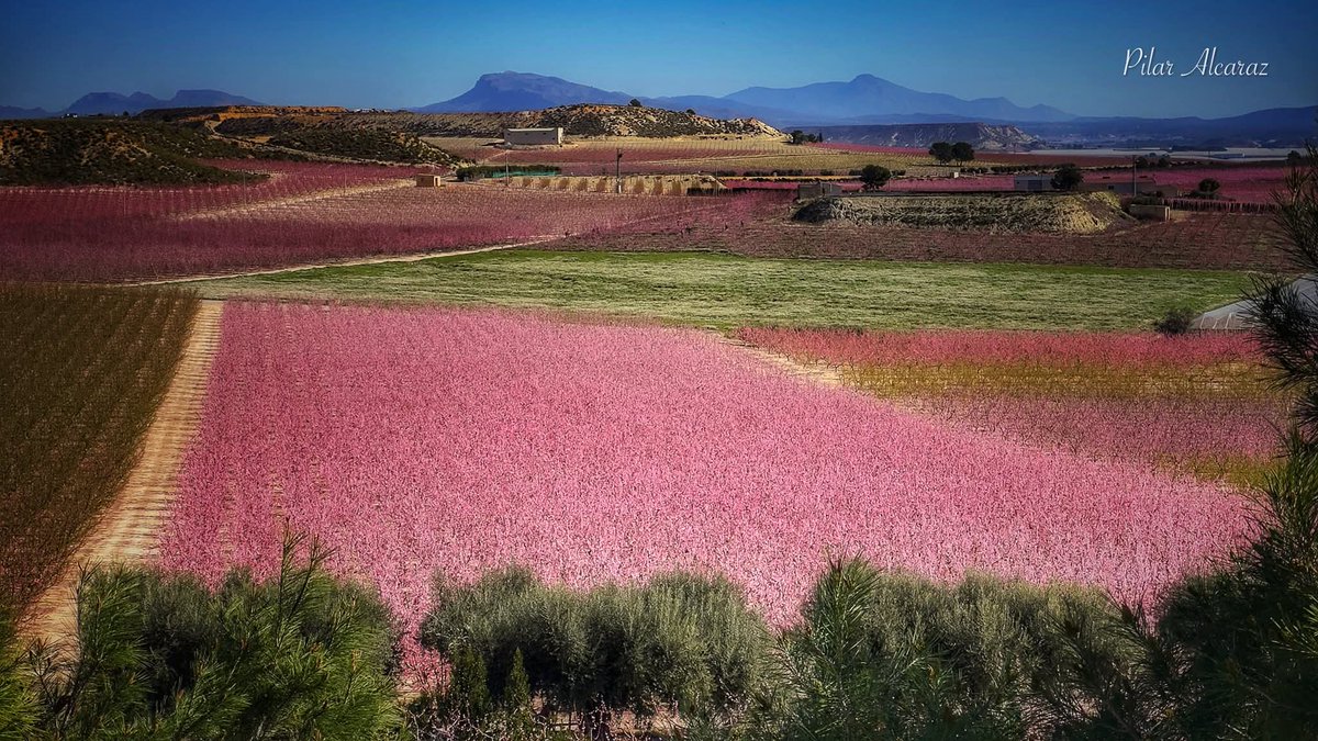¡#FelizViernes! A las puertas de alcanzar el punto álgido de la floración en la #VegaAlta del Segura, previsto para inicio marzo. Ayer (26/02/2026), así lucían los campos en el entorno de #Cieza (#Murcia). Explosión de color, preciosa variedad cromática. Imágenes: Pilar Alcaraz.