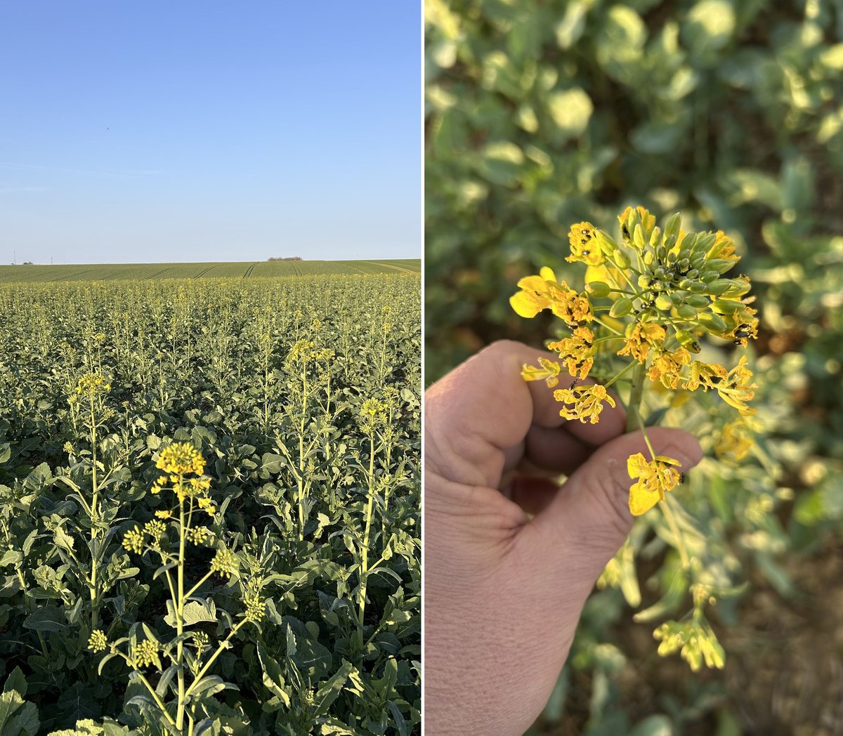 MeteoExpress's tweet photo. 🌼 Dans l'Yonne en Bourgogne, le colza fleurit déjà en cette fin février avec plus d'un mois d'avance ! L'absence durable de froid et la douceur actuelle dérèglent la végétation. (via @OlivierCOSTE2) https://t.co/nmIcK3oGTG