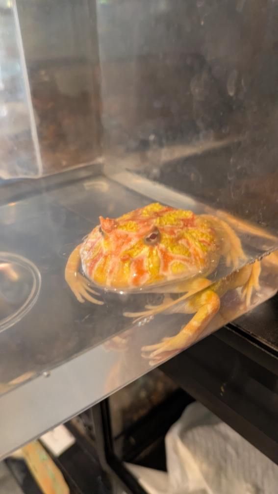 reptiles_edge's tweet photo. めっちゃ仲間増えました！
1匹3000円
#カエル
#イエアマガエル https://t.co/Uk8D1QuO95