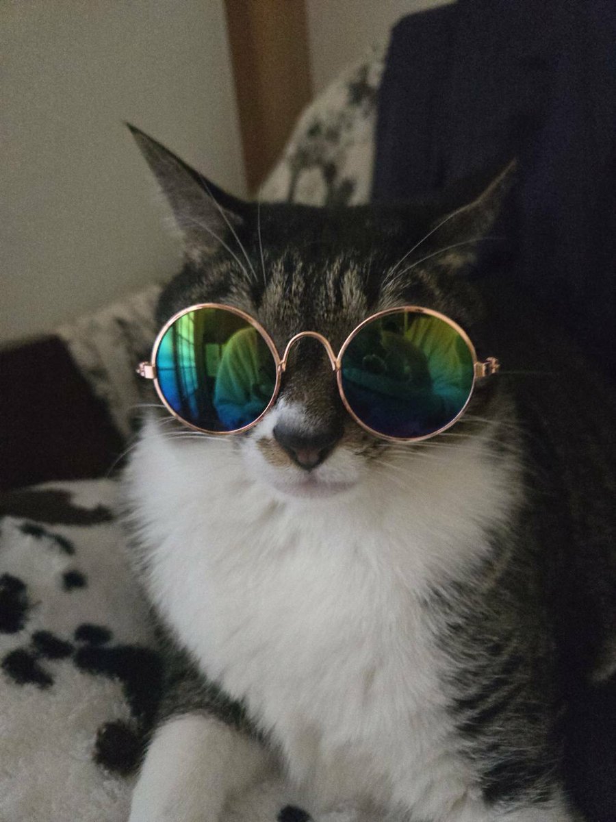 知り合いの家の猫ちゃん🤣
サングラスねこ🐱
可愛すぎる👓😎

#猫  #ねこ  #はちわれ  #はちわれ猫  #オス猫  #cats