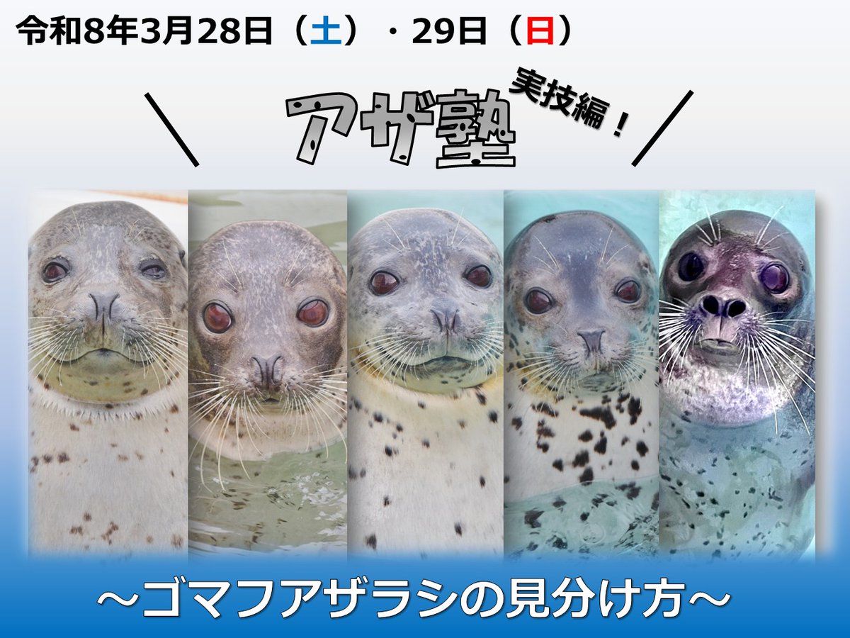3月のアザラシ強化月間はイベントがいっぱい。 3月22日（日）だけ満員