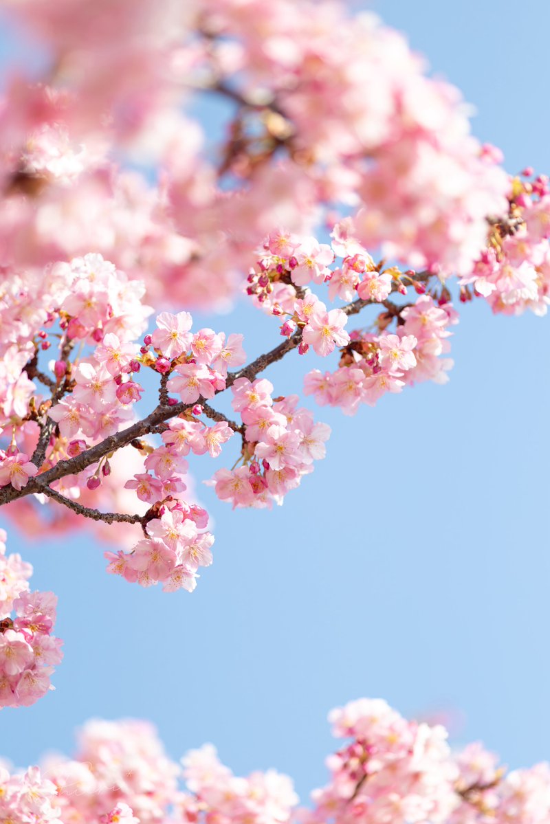 _1002co's tweet image. 青空を喜ぶように、河津桜が咲き誇っていました🌸