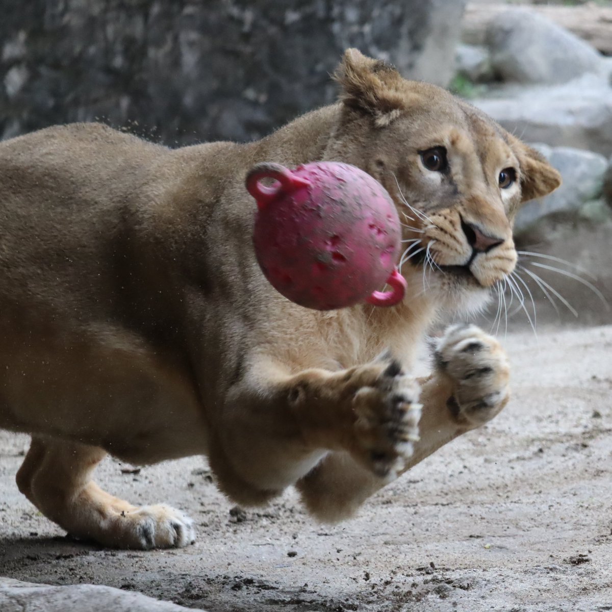 ライオン舎のガラス、傷だらけの白濁ガラスだったのが、ガラス交換して