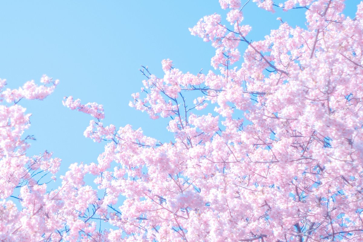 紡季｜tsumugi 書籍発売中 tweet media