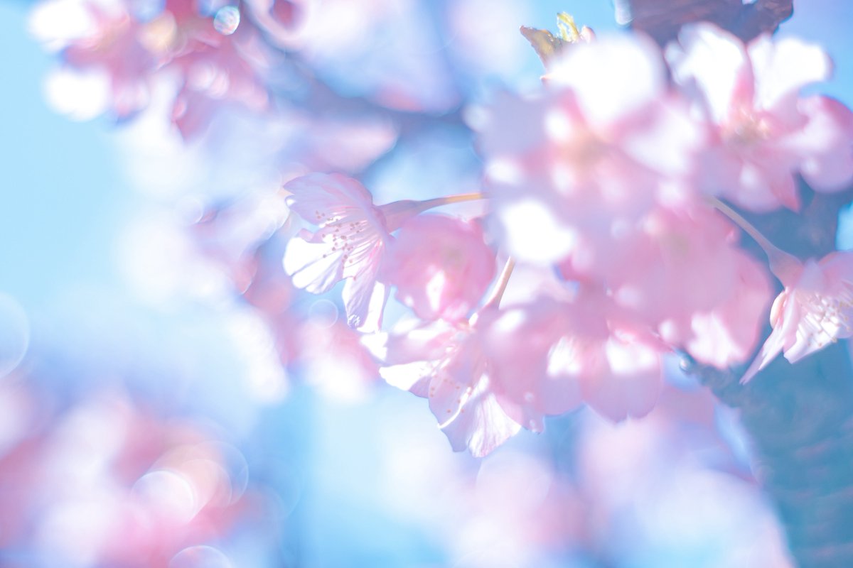 紡季｜tsumugi 書籍発売中 tweet media