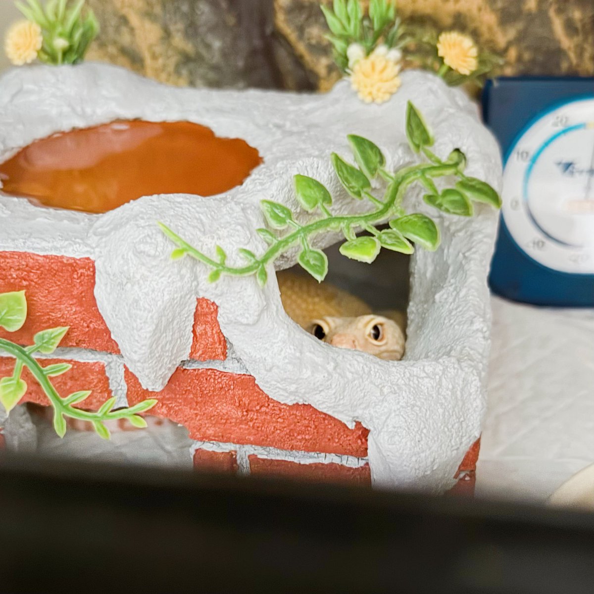 ソルンパス tweet media