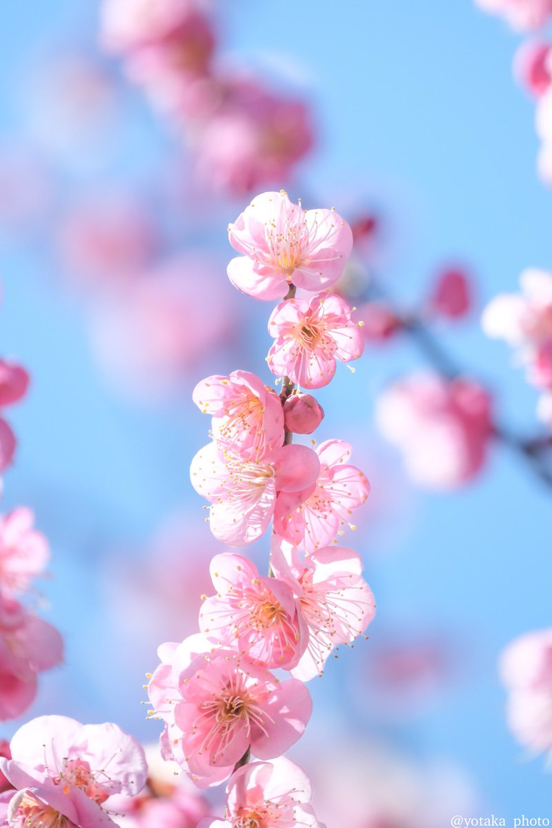青空と、透き通った花びらが綺麗だ