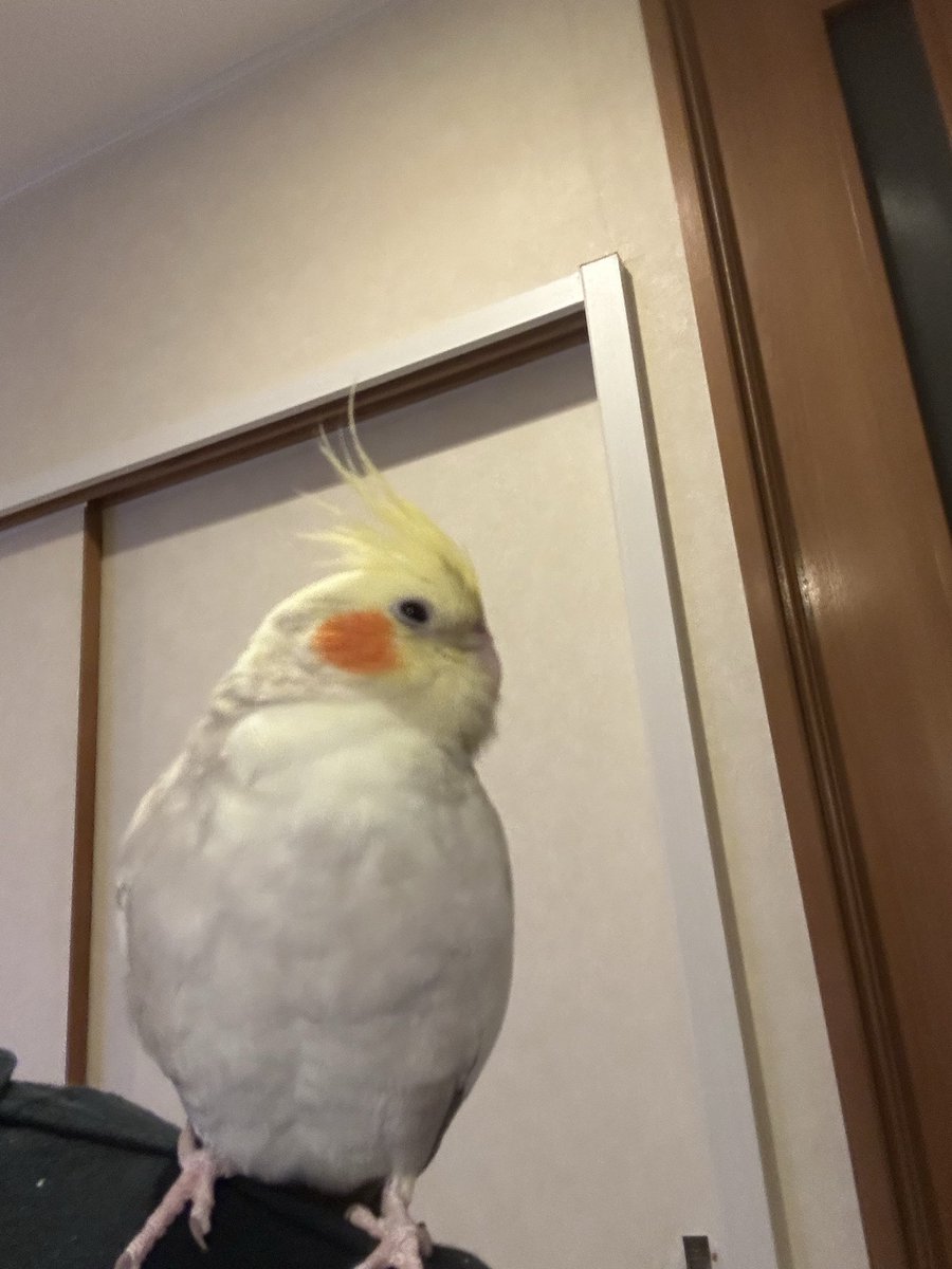 ヤマオヤジ tweet media