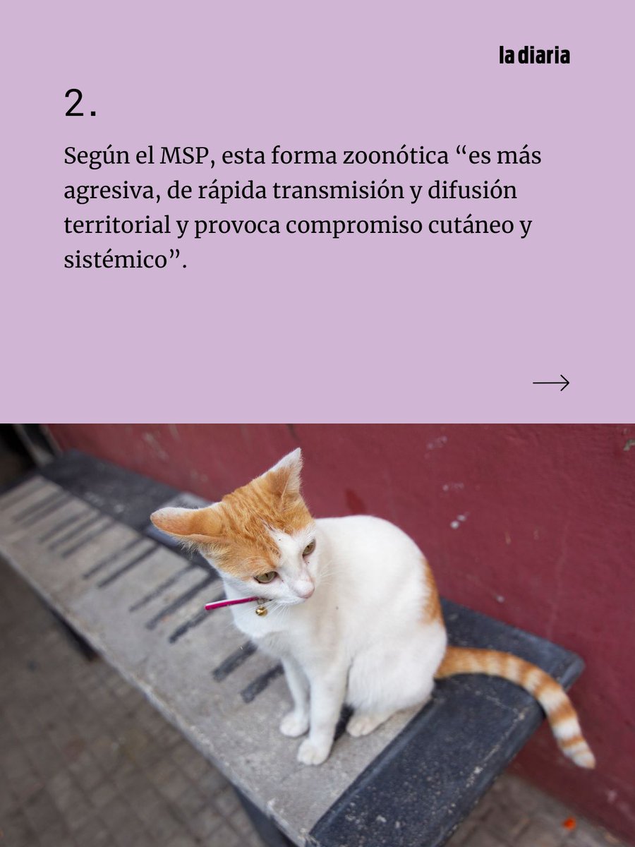 ladiaria's tweet photo. En Uruguay se identificó un brote de esporotricosis causado por el hongo Sporothrix brasiliensis, una especie que en los últimos años dejó de ser “enfermedad del jardinero” para convertirse en una zoonosis transmitida principalmente por gatos. El Ministerio de Salud Pública advierte que esta variante es más agresiva, de rápida difusión territorial y puede generar compromiso cutáneo y sistémico en animales y personas.

https://t.co/aID1LV4jnH

#SporothrixBrasiliensis #Esporotricosis #MSP #SaludPublica #Gatos #Zoonosis #Uruguay #Rocha #InstitutoDeHigiene #Udelar #Parasitologia #Micologia #Brasil #Chile #SaludAnimal #SaludHumana #Veterinaria #Argentina #Paraguay