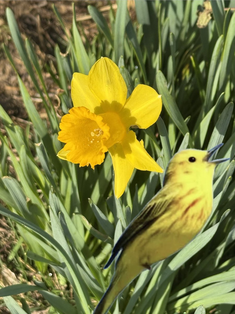 Changedhandle1's tweet image. Soaked in spring’s sunshine
A Warbler’s joyful song chirrs
A daffodil dreams

(soaked in spring)
#loveletters

(warbler)
#haikuchallenge 
#haiku 

That 👊