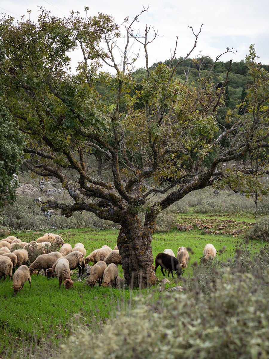 DiscoverGreece.com tweet media