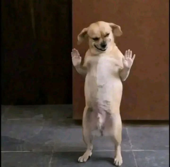 OBA OF LAGOS tweet media