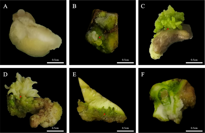 Plant Cell, Tissue and Organ Culture tweet media