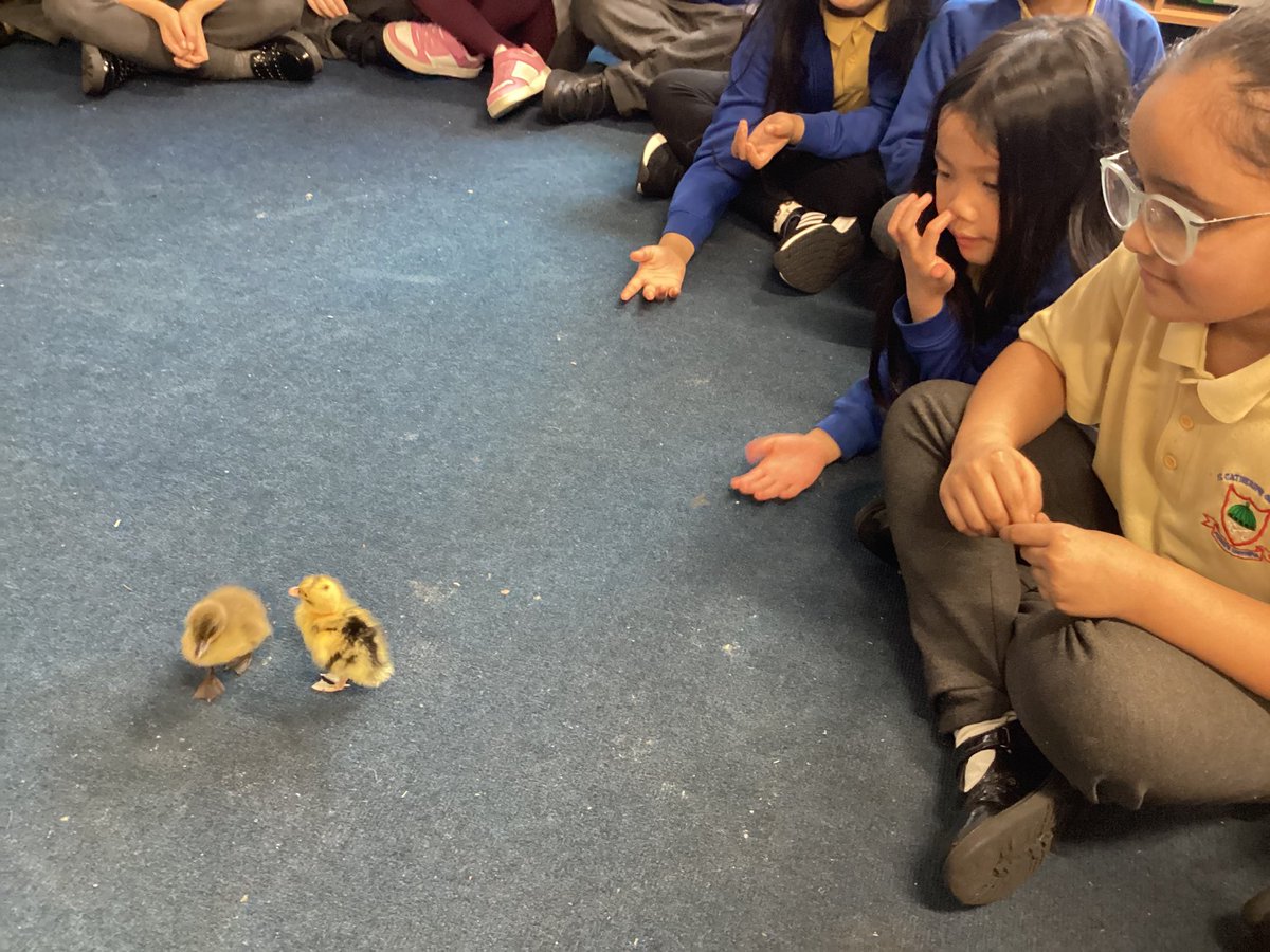 St Catherine of Siena Catholic Primary School tweet media