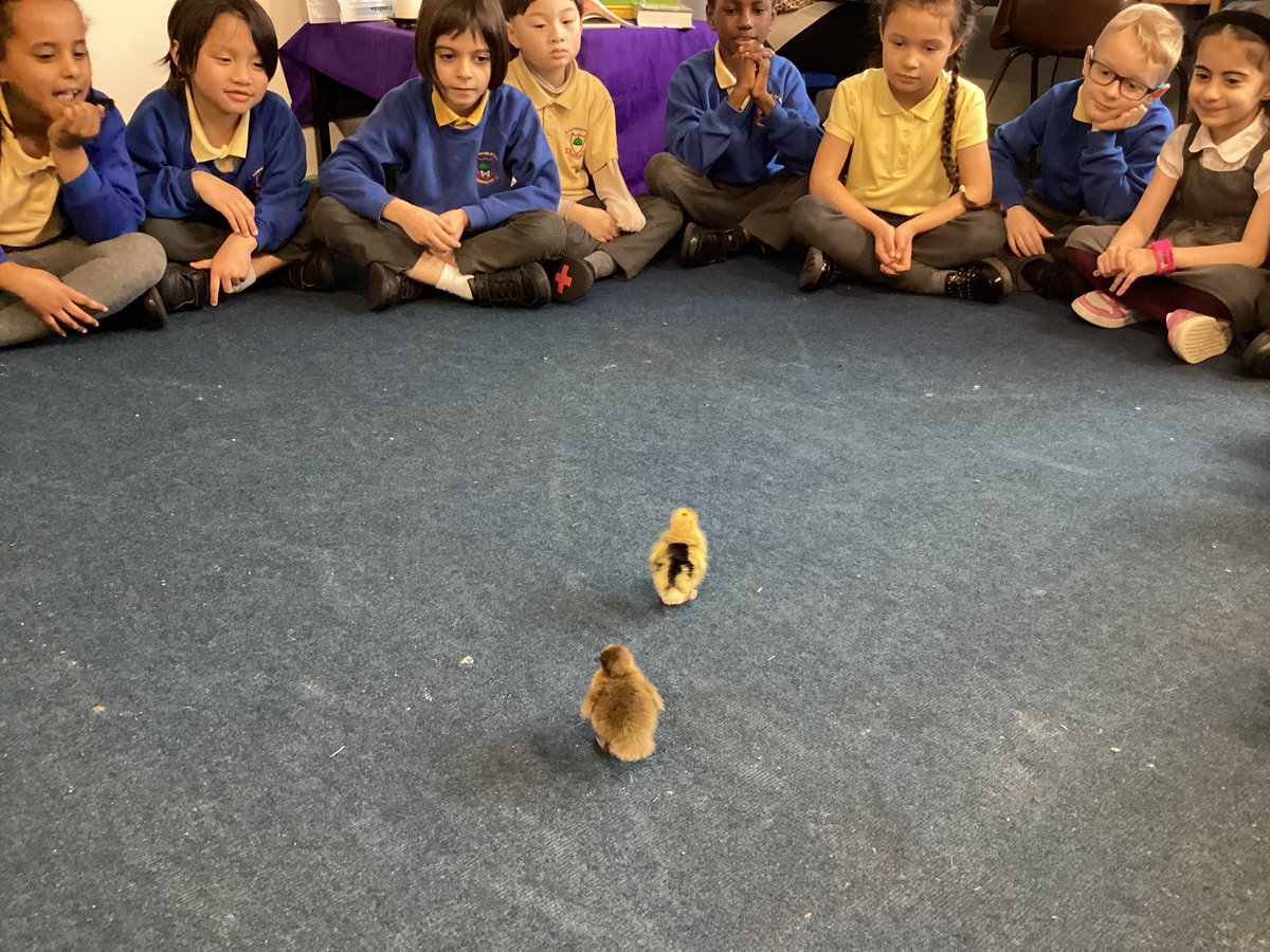 St Catherine of Siena Catholic Primary School tweet media