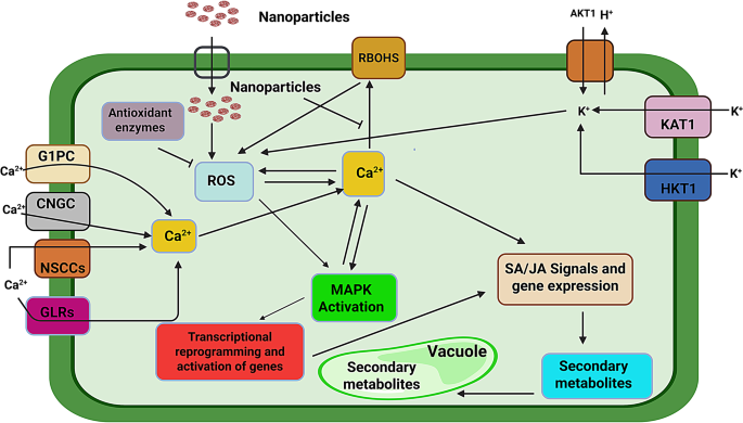 Plant Cell, Tissue and Organ Culture tweet media