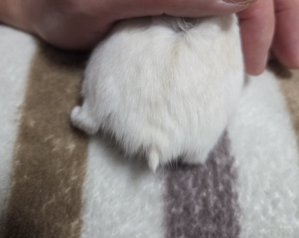 #ハムケツを見て癒されたい