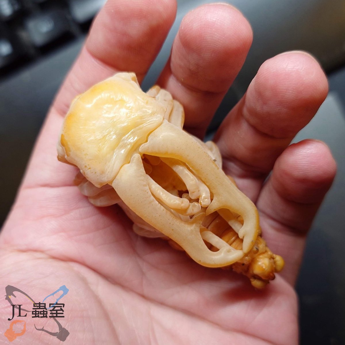 jlbeetle's tweet photo. Prosopocoilus giraffa nishikawai

Peak/ Last 42.2g
Pre-pupa 24.3g
Pupa 22.8g
Estimated 95mm

#ギラファ #サンギール https://t.co/H4OFT6yUYF