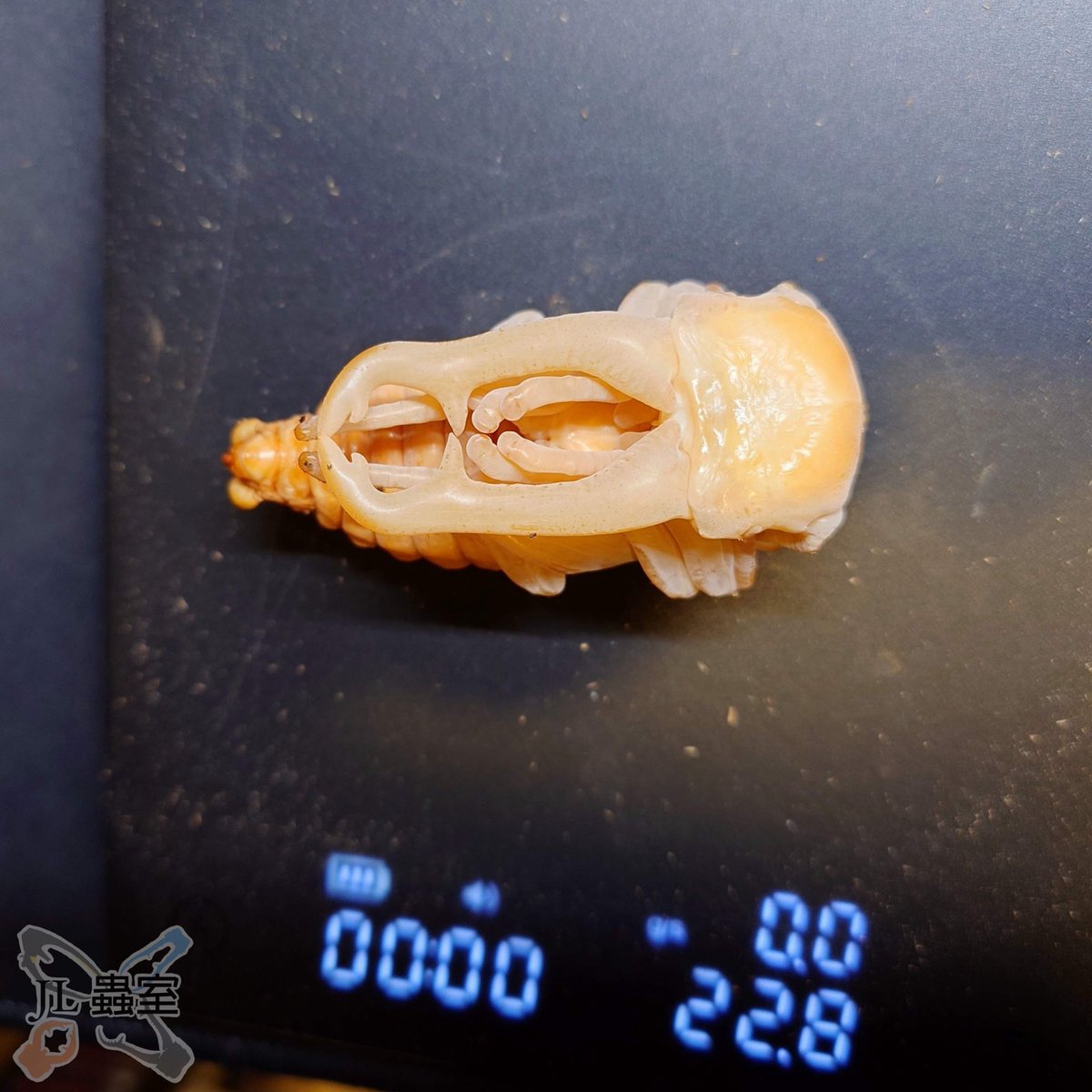 jlbeetle's tweet photo. Prosopocoilus giraffa nishikawai

Peak/ Last 42.2g
Pre-pupa 24.3g
Pupa 22.8g
Estimated 95mm

#ギラファ #サンギール https://t.co/H4OFT6yUYF