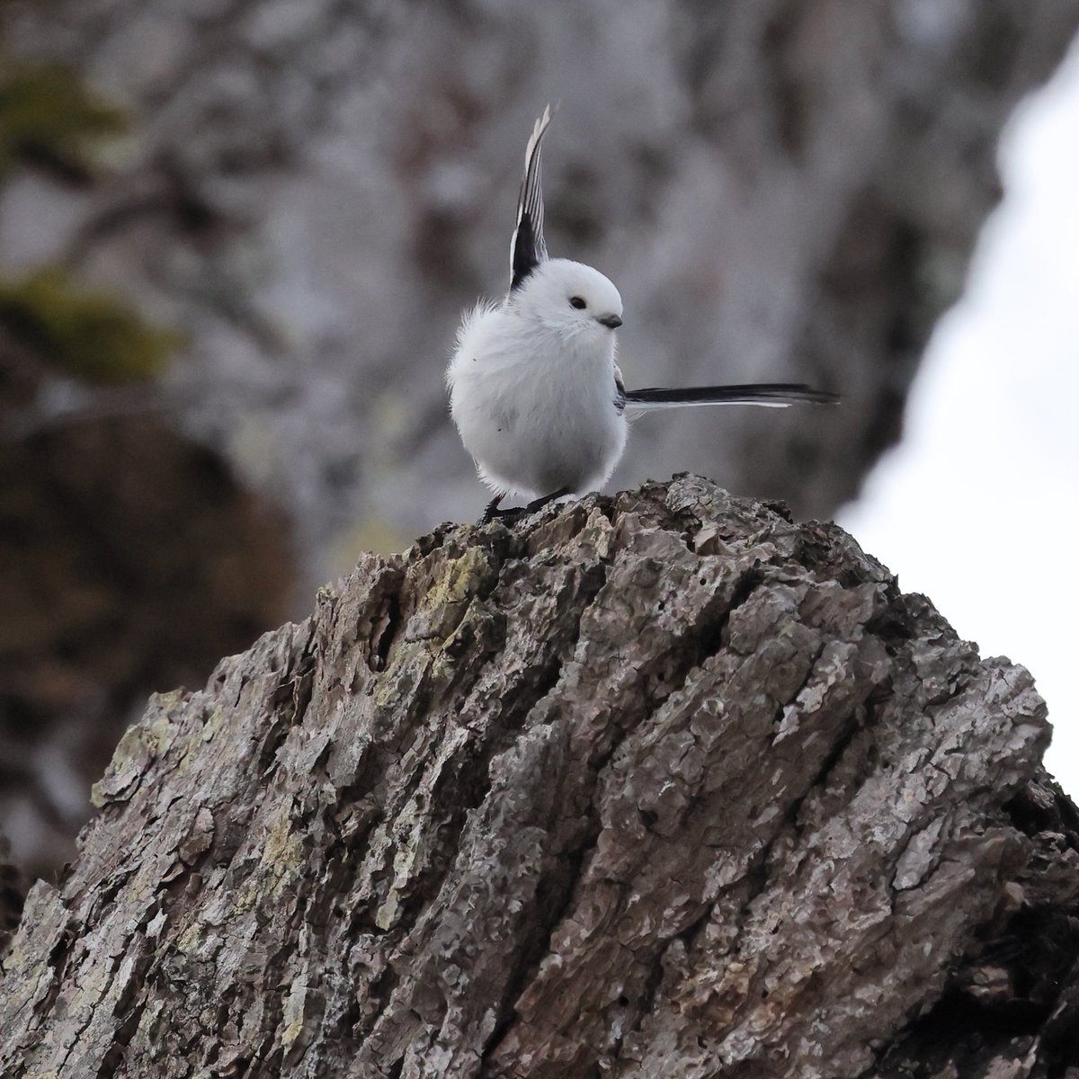 おはようございシマエナガ🐤 何か何処かでこういうポーズを見たことが