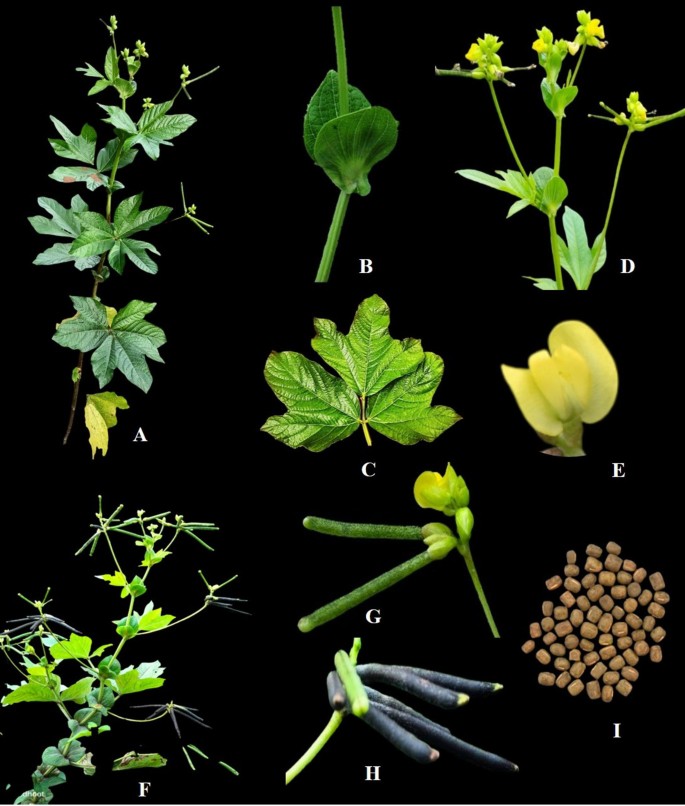 Plant Cell, Tissue and Organ Culture tweet media