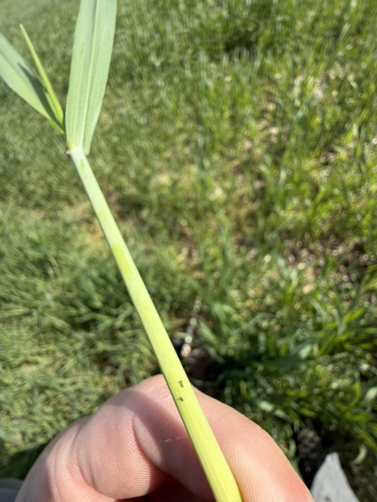 Bryce Sutherland tweet media