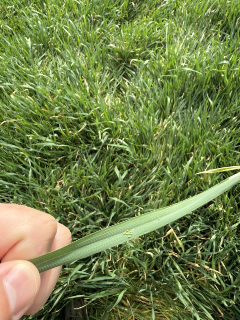 Bryce Sutherland tweet media