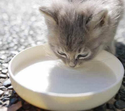 むしょく tweet media