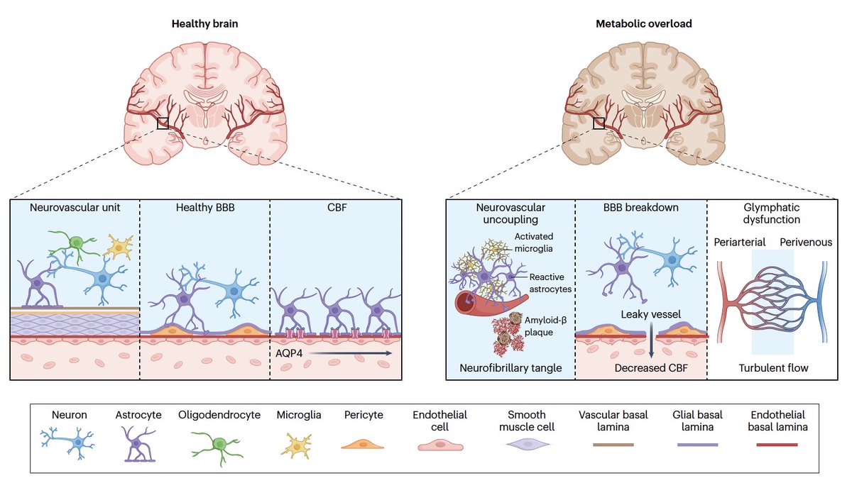 EricTopol's tweet photo. How does obesity catalyze neurodegeneration?
Our paper just out @NatMetabolism 
https://t.co/kx25urgpJx
free access
https://t.co/aL1FBN9MyI
Phenomenal work by @chen_bandy pulling this together