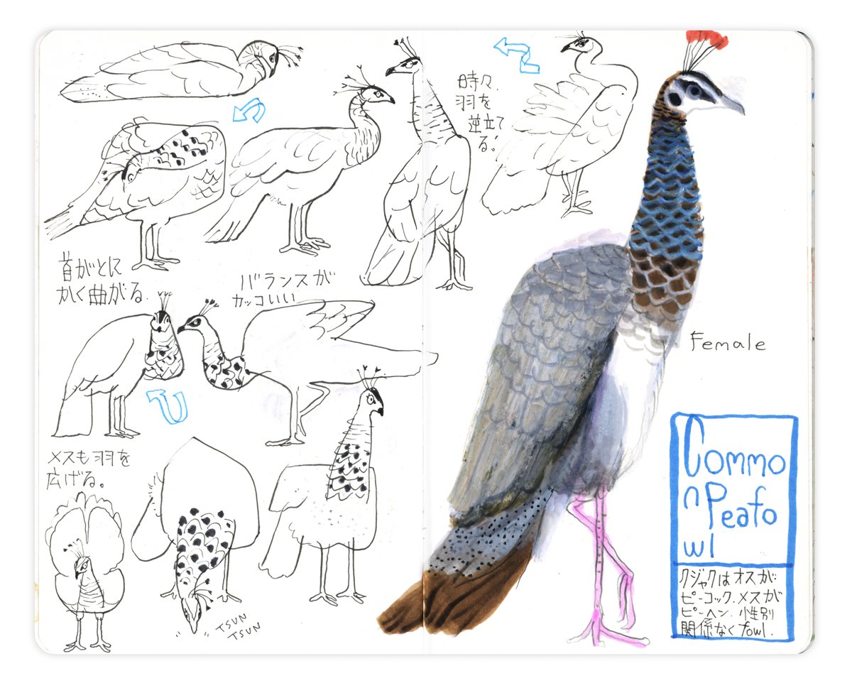 タケウマ tweet media